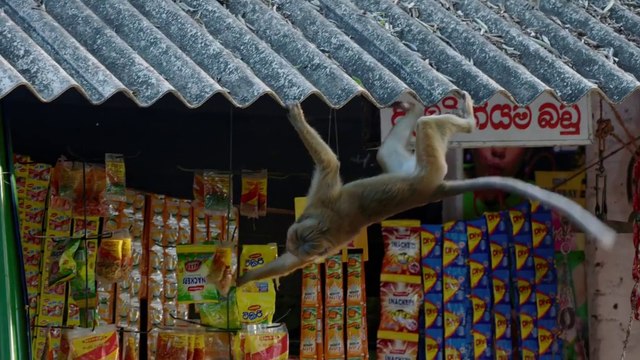 Monkey Kingdom - Clip Urban Jungle [EN|HD] (Disneynature's - Le Royaume des singes)