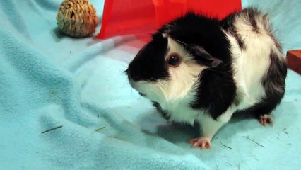 Revy the guinea pig super loud wheeking and squealing for food