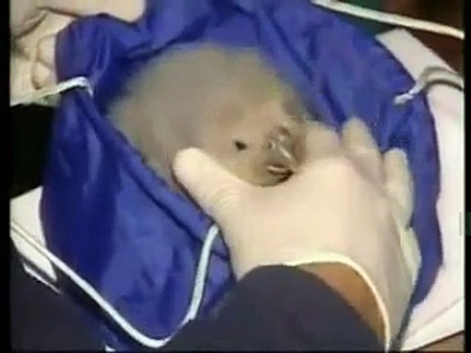 Kakapo