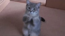 Watch The Cutest Cat Ever Begging
