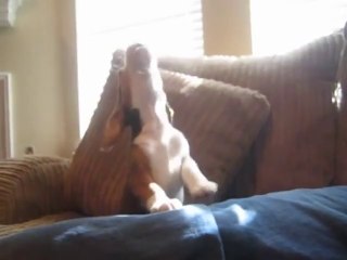 Funny Dog Video: Beagle Puppy Howling
