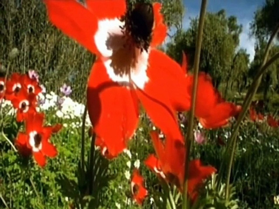 _______• .♪♫ •   ¨   •A Beautiful Day•   ¨   • ♫ ♪. •_______