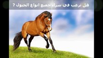 موقع بيع الخيول | خيول للبيع في السعودية 2015
