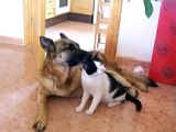 German shepherd Dog & Cat in love