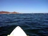 Mobula Rays Jumping, Cabo Pulmo, Baja California Sur, Mexico
