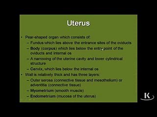 Anatomy of Uterus