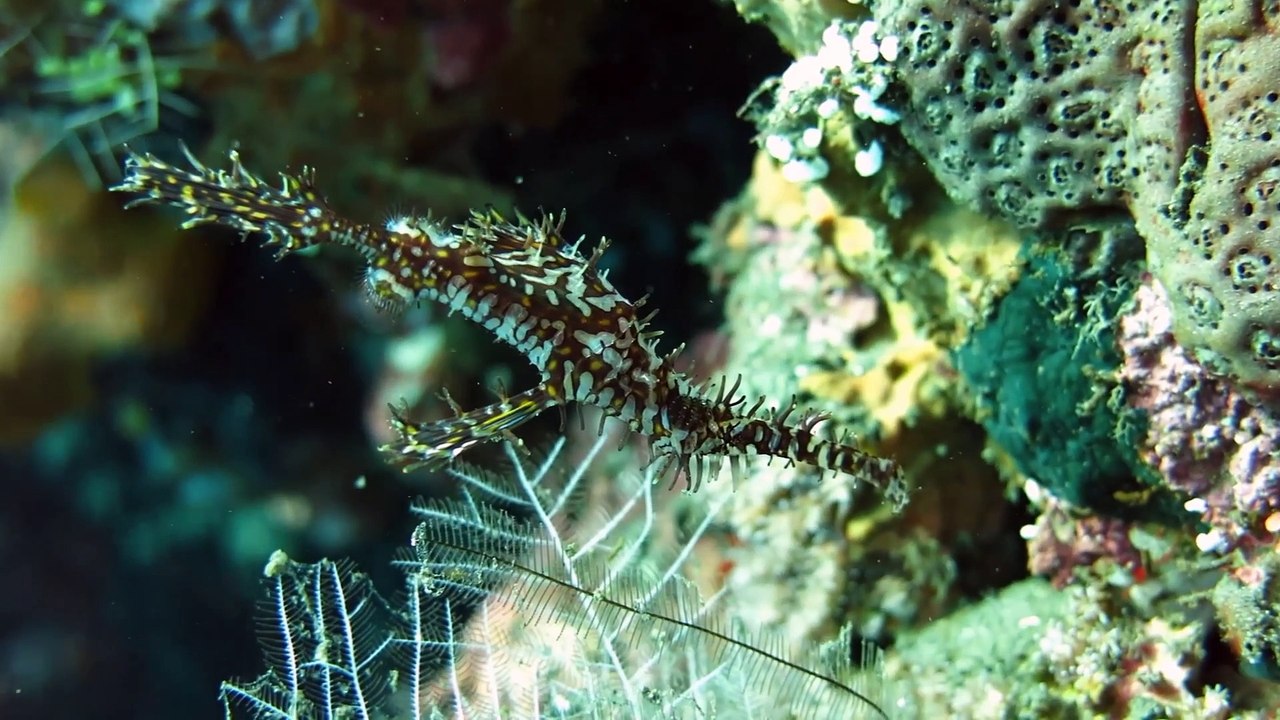 USAT Liberty / Coral Garden, Tulambem, Bali, March 2015