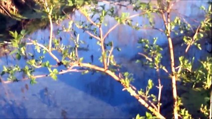 Bubbling sand in a small lake