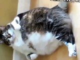 Unrealistisch Dicke Katze versucht waschen. Lustige Katzen.