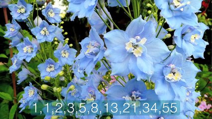 The Fibonacci Sequence: Nature's Code