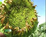 Cultivo de Girasol, una rentable oportunidad