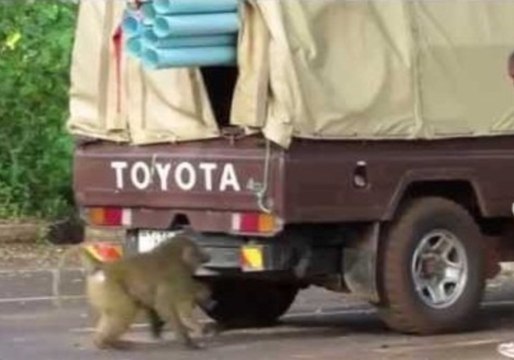 Cheeky Baboon Steals Supplies From Truck in Tanzania