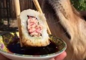 Fritz the Golden Retriever Fails to Catch Sushi