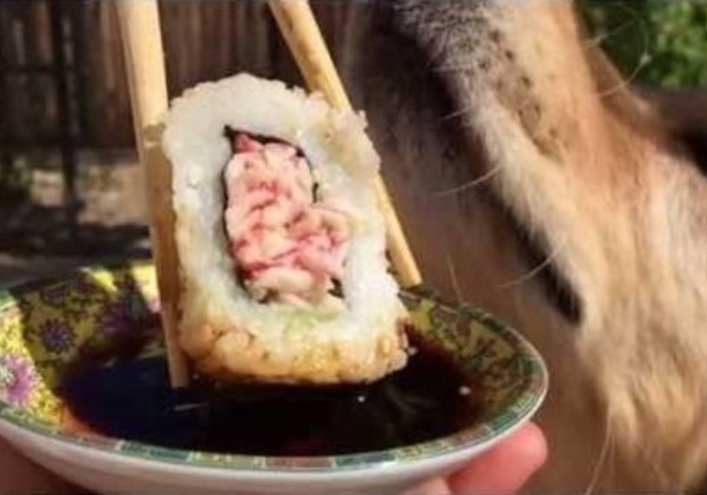 Fritz the Golden Retriever Fails to Catch Sushi