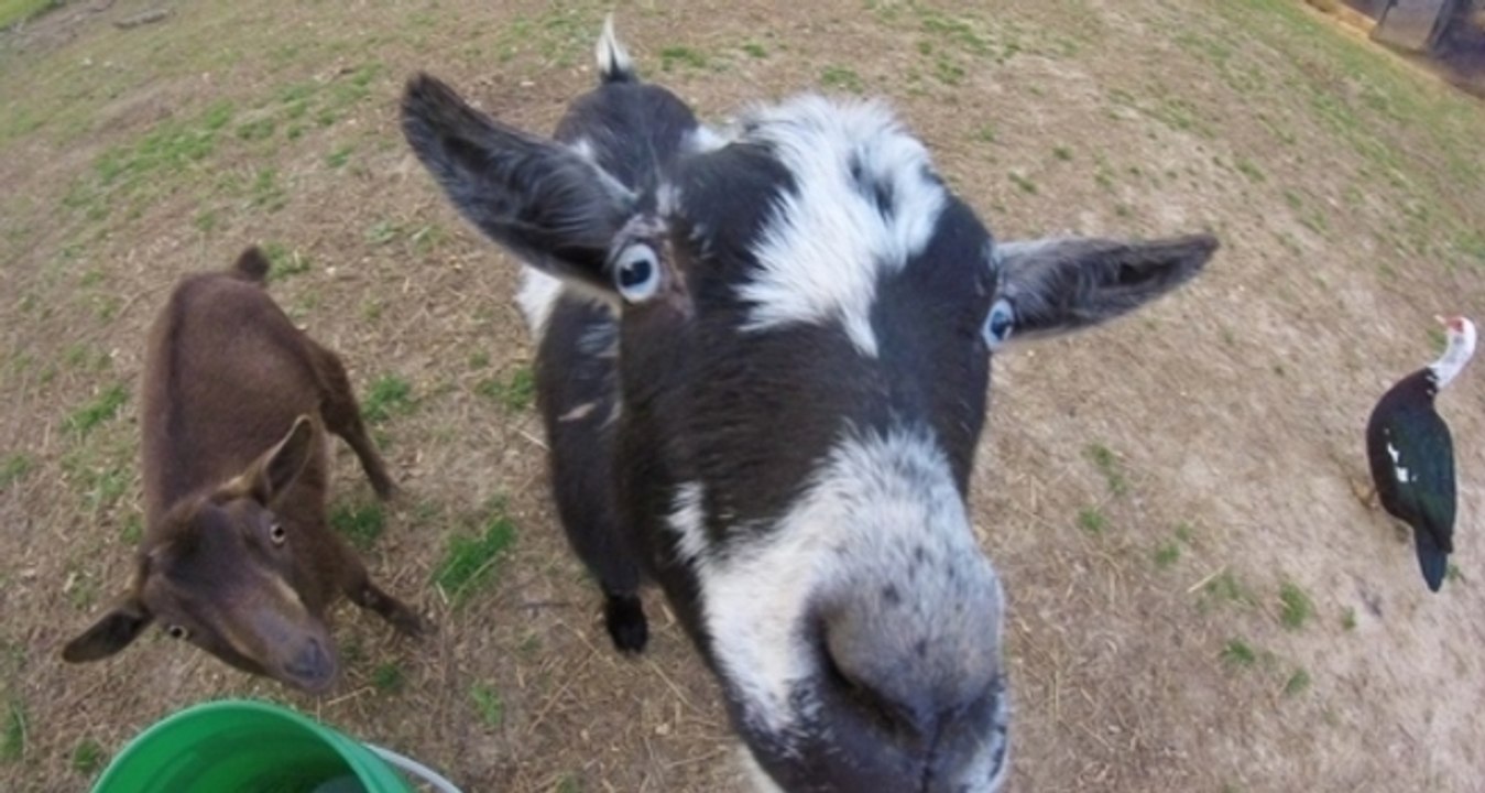 Plucky Ducks Stand Up to Bully Goat