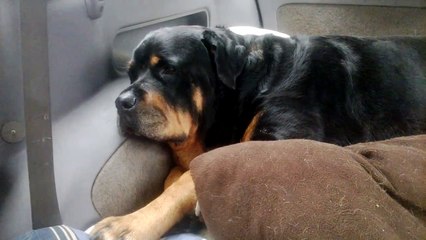 Crying Rottweiler Devasted Twin is Never Coming Home