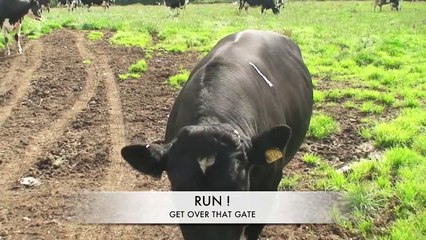 Beware of the Bull ! Holstein sweeper with cows