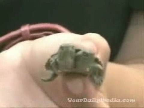Two headed turtle