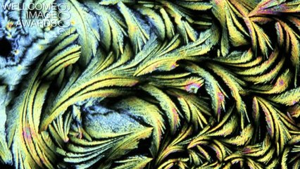 Light microscopy - Wellcome Image Awards 2009