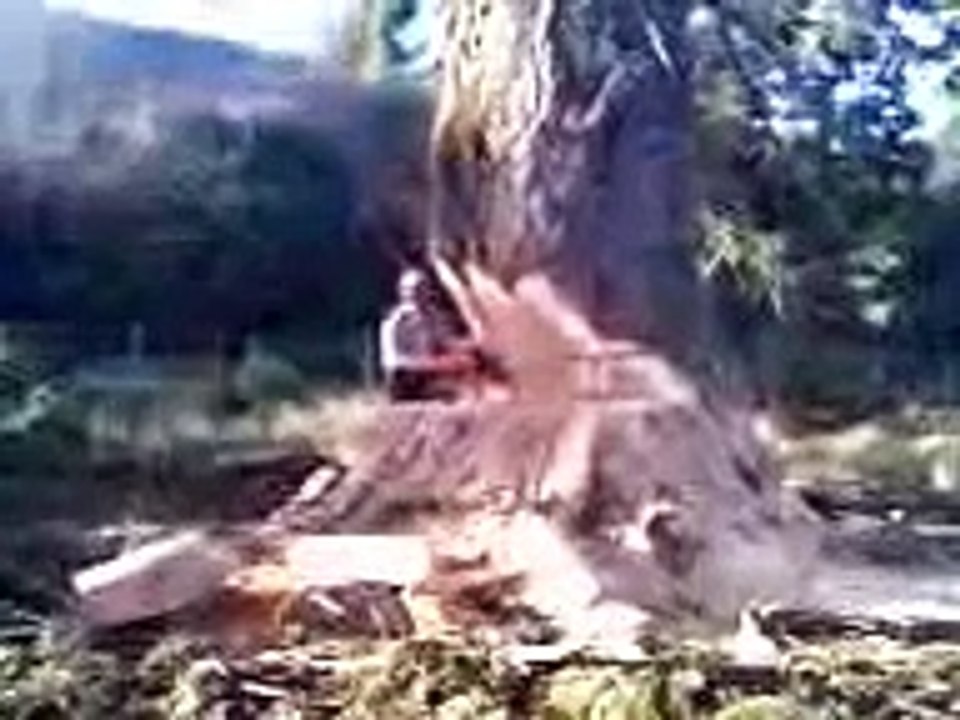 felling a big tree