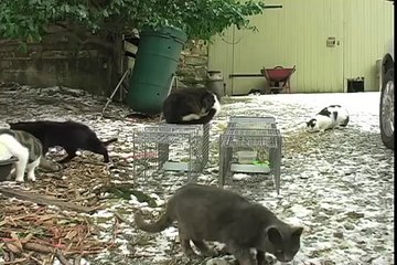 Tomahawk Live Traps - feral cat capture