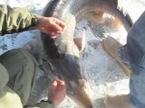 Catching a hudge shark-like fish while fishing under ice!