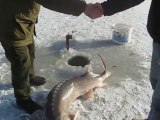 Attraper un poisson de la taille d'un requin en péchant sous la glace!