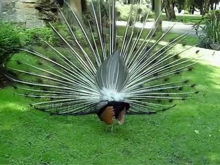 pavo real - peacock - paon