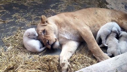 Cinq lionceaux blancs nés au zoo d'Amneville: Namahadi, Komati, Toyandou, Zulu et Bisho