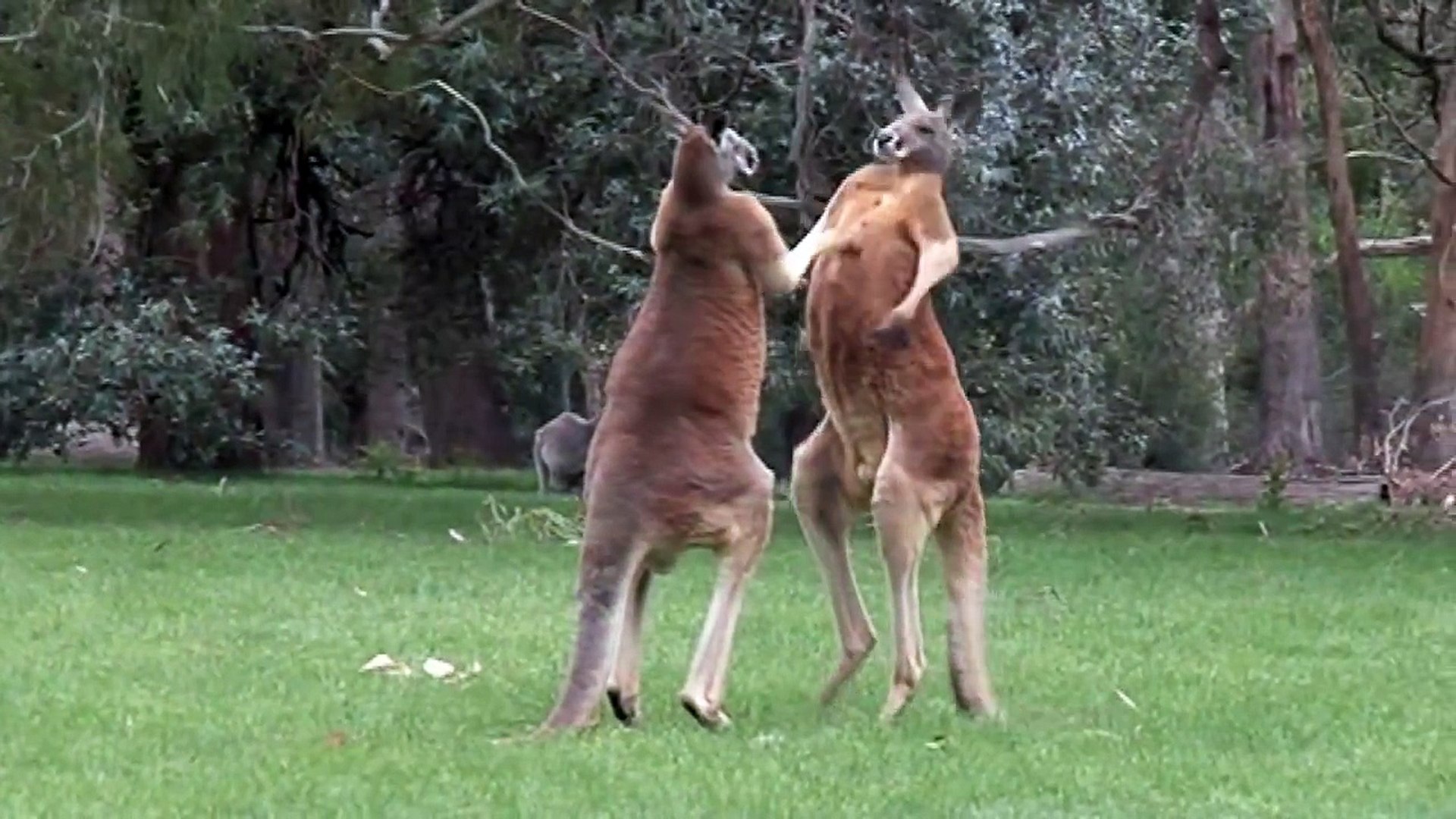 Kick Boxing Kangaroos