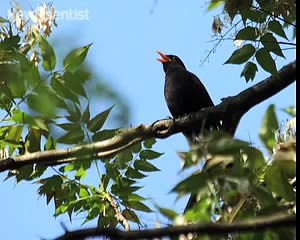 Anna's hummingbirds chirp with their tails
