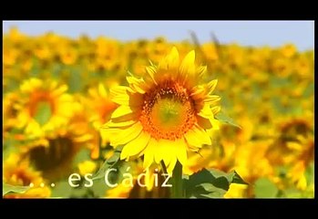 Turismo de la provincia de Cádiz, Video Premiado, Andalucia