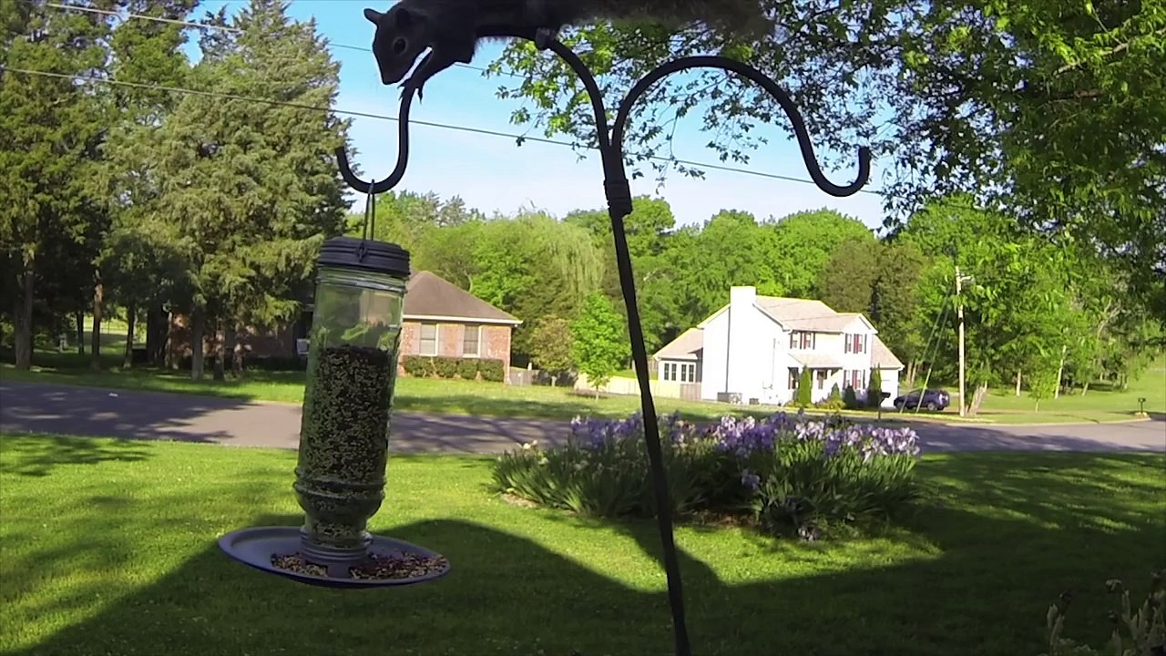 GoPro_ Squirrel Fail