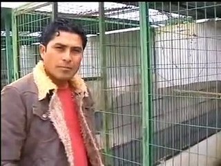 Gallo Español, Instalaciones.