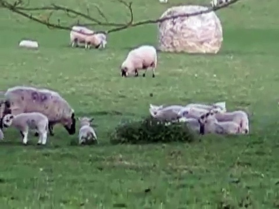 leaping / jumping lambs 3