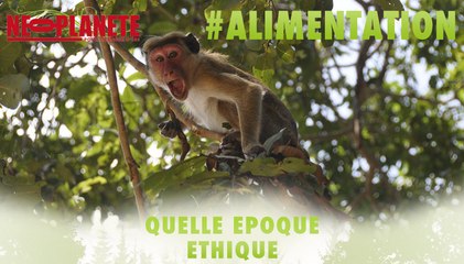 [QEE] Chante avec les singes ! - Yolaine de la Bigne