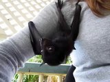 Baby Black Flying Fox (Pteropus alecto) side to side head bob