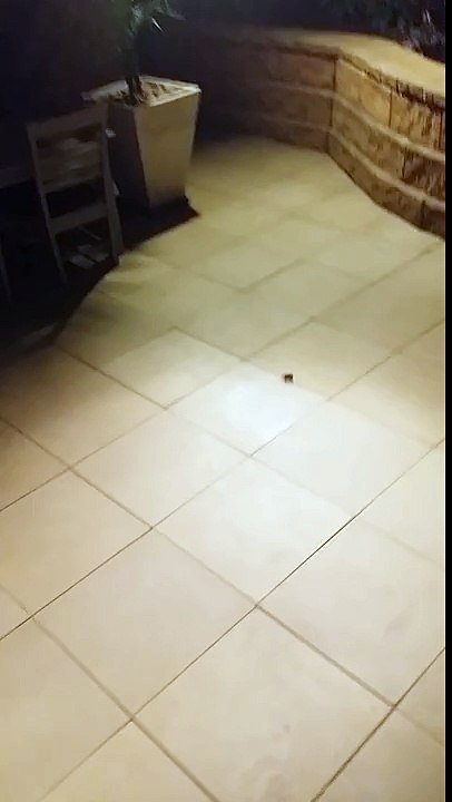 Il écrase  une grosse araignee et sort beaucoup de petites