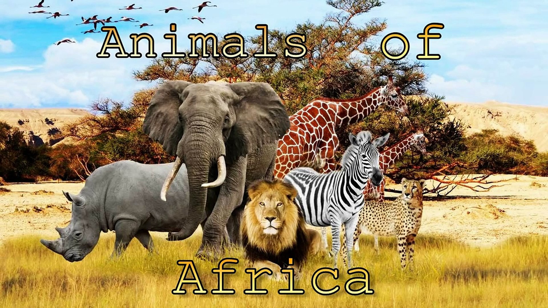 Africa Animals Their Voices And Sounds Video Dailymotion