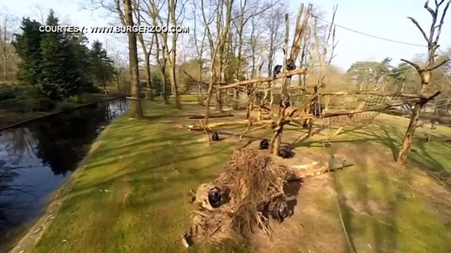 Chimpanzee knocks drone out of sky with stick in Netherlands zoo