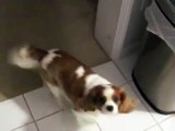 Winston the Cavalier King Charles Spaniel Climbs the Fridge