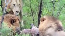 Vier Männlichen Löwen Töten Hyäne & Leoparden Töten Hyäne