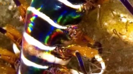 Giant Sea Worm - Bobbit Worm