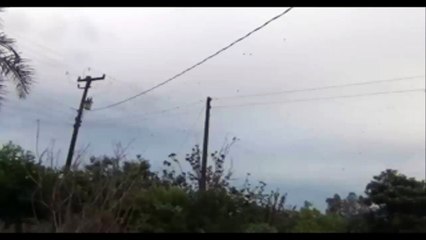 Spiders Rain in Southern Brazil