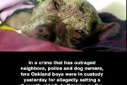 Dog won the fight. Reward, burn him alive. His 3 month old puppy