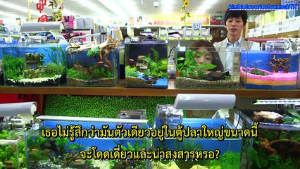 My Pig Lady EP16 ซับไทย