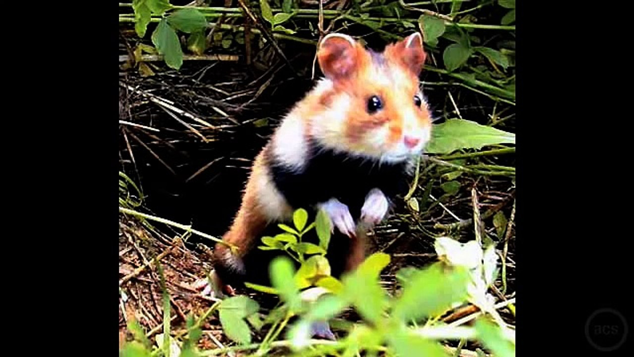 Hampton the Hamster "The Hamster dance Song" - with Singing Hamsters