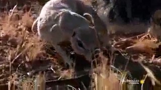 snake and mongoose fight videos