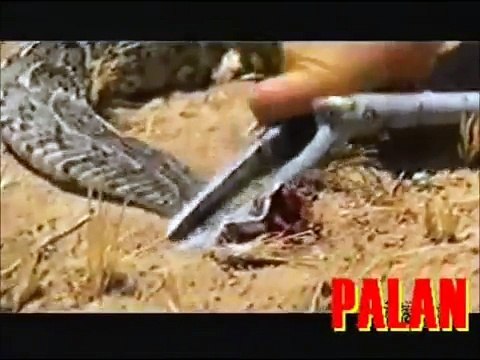 Bear Grylls mange un serpent cru