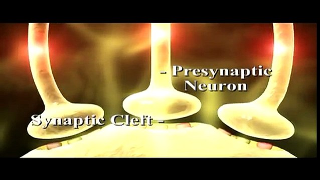 Neuron Synapse in central nervous system
